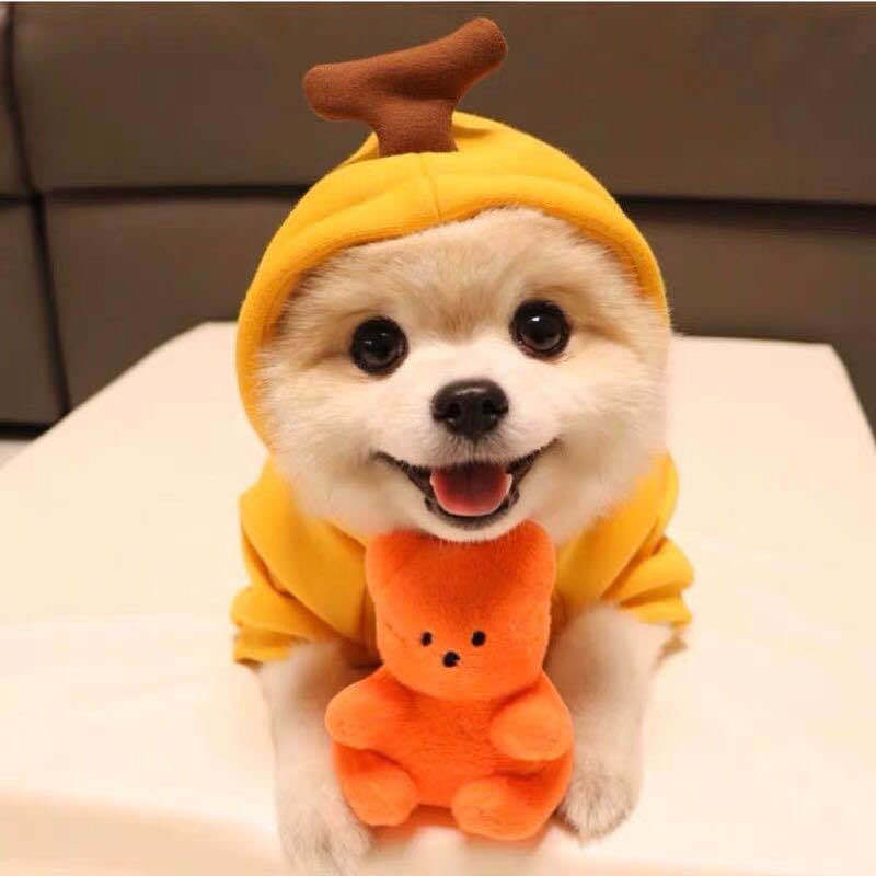 Small Dog & Cat Fleece Fruit Hoodie