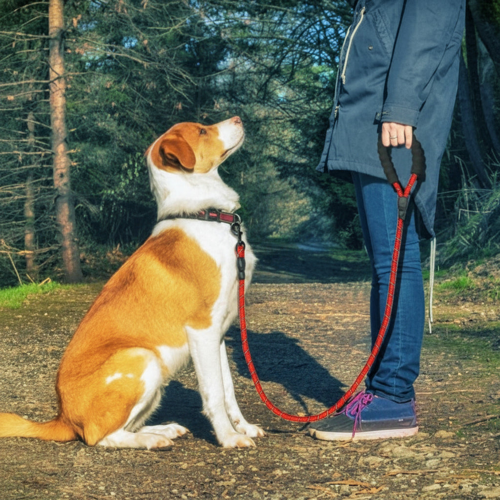 Reflective Nylon Leash For All Pets